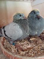 5 Jonge duiven te koop., Dieren en Toebehoren, Meerdere dieren, Postduif