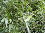 Bamboe Phyllostachys bissetii, Jardin & Terrasse, Plantes | Arbustes & Haies, Enlèvement, 250 cm ou plus, Bambou, Haie