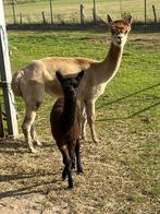 Alpaca, Dieren en Toebehoren, Schapen, Geiten en Varkens, Vrouwelijk, 3 tot 5 jaar