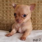Chihuahua pups (kortharig), Dieren en Toebehoren, België, Particulier, CDV (hondenziekte), 8 tot 15 weken