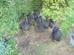 Cochin groothoender, Dieren en Toebehoren, Pluimvee, Meerdere dieren, Kip