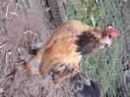 Ukkelse baardkriel haantje., Dieren en Toebehoren, Pluimvee, Mannelijk, Kip