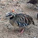 Torquéole à poitrine brune, Arborophila brunneopectus couple, Animaux & Accessoires, Volatiles, Plusieurs animaux, Autres espèces