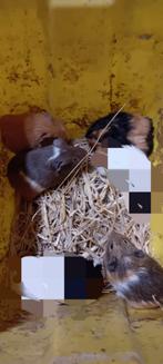 Cavias, Dieren en Toebehoren, December, Mannelijk, Cavia