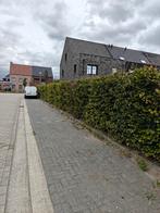 39 meter beukenhaag (95 planten) 200cm hoog, Tuin en Terras, Planten | Struiken en Hagen, Ophalen, Beukenhaag, Haag, 100 tot 250 cm