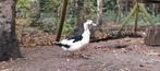 Barberie kruising man, Dieren en Toebehoren, Pluimvee, Mannelijk, Eend