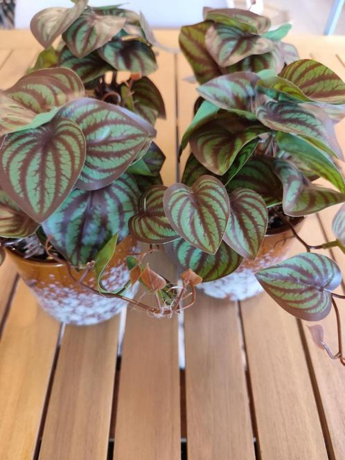Divers plantes artificielles, Huis en Inrichting, Woonaccessoires | Kunstplanten en Kunstbloemen, Nieuw, Binnen, Buiten, Verzenden