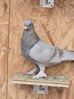 Turkse takla duif, Dieren en Toebehoren, Vogels | Duiven