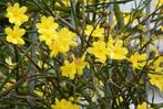 Winterjasmijn (jasminum nudiflorum) beschikbaar, Jardin & Terrasse, Plantes | Arbustes & Haies, Moins de 100 cm, Enlèvement, Autres espèces