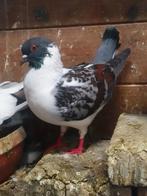 Jonge duitse modena duiven, Dieren en Toebehoren, Vogels | Duiven