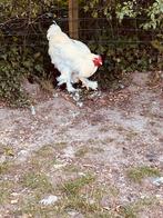 Brahma haan, Dieren en Toebehoren, Pluimvee