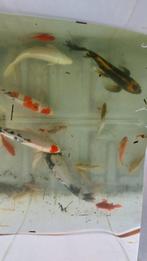 Koi's  60 cm  +  Steur 70 cm, Dieren en Toebehoren, Vissen | Vijvervissen, Karper of Koi