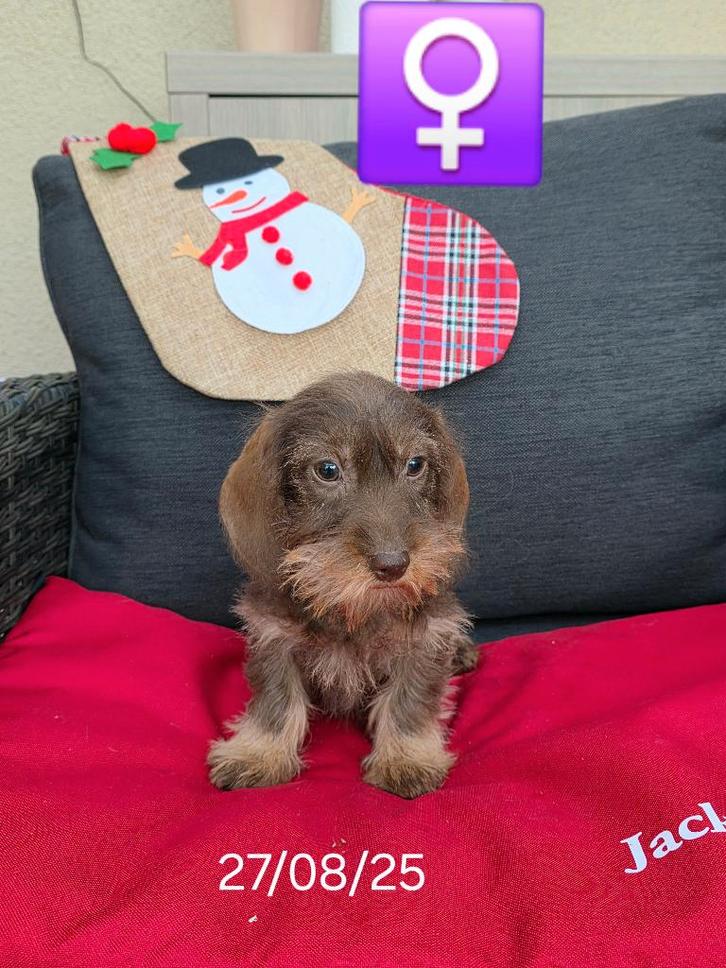 mooie ruwhaar dwergteckels pups, Dieren en Toebehoren, Honden | Teckels en Dashonden, Meerdere dieren, Ruwhaar, Dwerg, Fokker | Professioneel