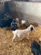 Aankoop van geiten Miekes
