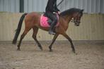 Prachtige merrie, B, 11 jaar of ouder, Merrie, D pony (1.37m tot 1.48m)