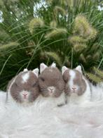 Kleurdwerg rammetje, Dieren en Toebehoren, Konijnen, Mannelijk, Dwerg, 0 tot 2 jaar