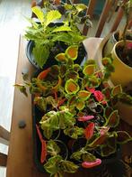 Coleus siernetel, Huis en Inrichting, Kamerplanten, Ophalen