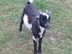 Dwerggeitjes, Dieren en Toebehoren, Schapen, Geiten en Varkens, Mannelijk, Geit, 0 tot 2 jaar