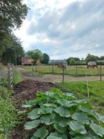 Gratis zuiver paardenmest Herselt (grens Ramsel), Tuin en Terras, Aarde en Mest, Ophalen, Compost