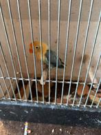 Fischerie, Animaux & Accessoires, Oiseaux | Canaris