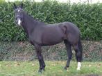 Braaf wandel/gezelschapspaard, Dieren en Toebehoren, Paarden, Merrie, Gechipt, Dressuurpaard, 170 tot 175 cm