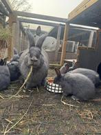 Blauw van ham, Sexe inconnu, Grand, 0 à 2 ans