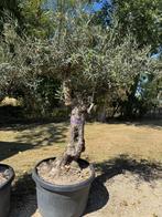 Olijfboom hoji blanca, Volle zon, Ophalen of Verzenden, 100 tot 250 cm, Olijfboom