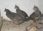 californische kuifkwartels, Meerdere dieren, Overige soorten