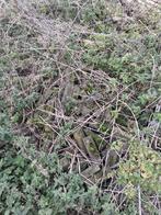 Klinkers, Ophalen, Klinkers, Zo goed als nieuw, 10 m² of meer