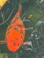 Koi Hi utsuri 55cm, Dieren en Toebehoren, Vissen | Vijvervissen