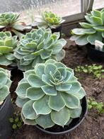 Echeveria, Tuin en Terras, Planten | Tuinplanten, Ophalen