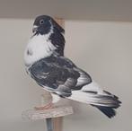 Moroncelo kroppers, Dieren en Toebehoren, Vogels | Duiven