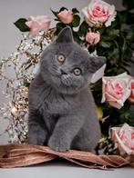 Blauw Brits korthaar kitten+stamboom - Wereldkampioen lijn, Dieren en Toebehoren, Katten en Kittens | Raskatten | Korthaar, 0 tot 2 jaar