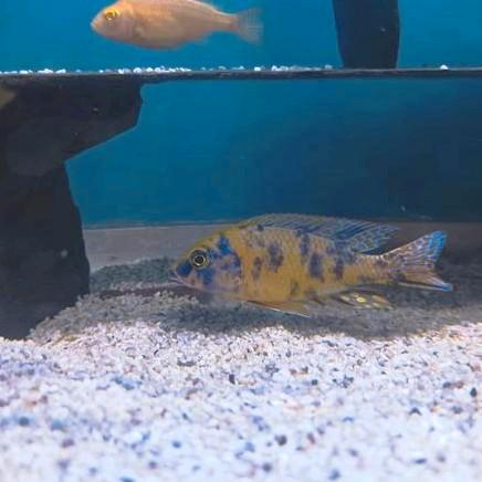 Yellow blaze o.b zimbabwe rock o b, Animaux & Accessoires, Poissons | Poissons d'aquarium