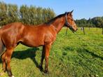 Dressuur jaarling, Dieren en Toebehoren, Paarden, Merrie