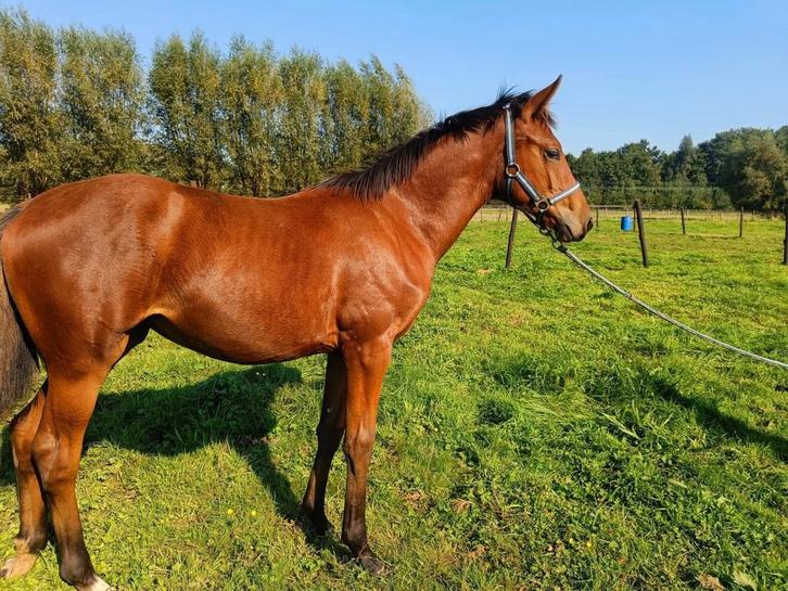 Dressuur jaarling, Dieren en Toebehoren, Paarden, Merrie