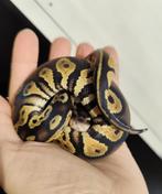 Python regius - Pastel Blackhead het. DG, Dieren en Toebehoren, Slang, Tam, 0 tot 2 jaar