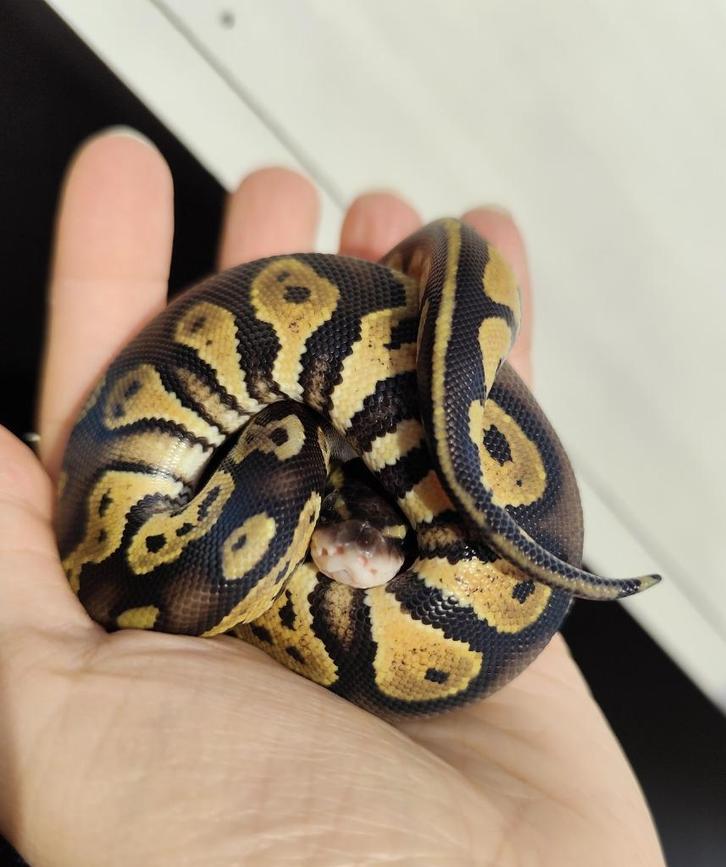 Python regius - Pastel Blackhead het. DG, Dieren en Toebehoren, Reptielen en Amfibieën, Slang, 0 tot 2 jaar, Tam