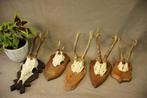 Kleine ree geweitjes - Taxidermie, Verzamelen, Dierenverzamelingen, Ophalen of Verzenden, Gebruikt, Hert, Gewei of Kop