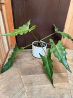 Philodendron plant, Enlèvement ou Envoi