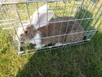 Vlaamse reus voedster., Dieren en Toebehoren, Konijnen