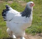 Brahma columbia zwart wit groothoen 30€ stuk 4 stuks, Dieren en Toebehoren