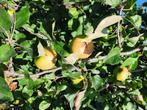 Pommes Jacques lebel, Ophalen