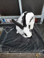 Vlinder ram tien maanden 20 euro, Dieren en Toebehoren, Konijnen