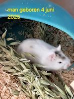 Lieve Russische dwerghamster, Meerdere dieren, Hamster, Tam