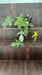 Philodendron Florida Beauty, Huis en Inrichting, Kamerplanten, Ophalen