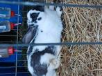2 voedsters 12 maand oud, Dieren en Toebehoren, Konijnen