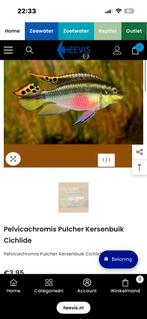 kersenbuik cichlide, Dieren en Toebehoren, Vissen | Aquariumvissen