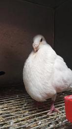 Meerdere jennense doffers te koop, Animaux & Accessoires, Oiseaux | Pigeons, Mâle, Boulant