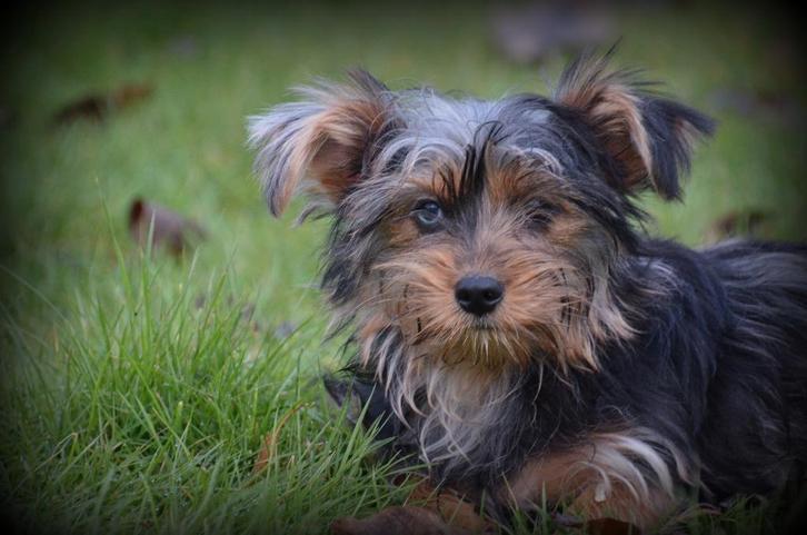 pups Yorkshire Terrier bleu merle, Dieren en Toebehoren, Honden | Jack Russells en Terriërs, Reu, Yorkshire Terriër, Fokker | Professioneel